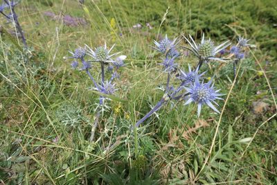 Eryngium bourgatii, photographed by Rafael Medina