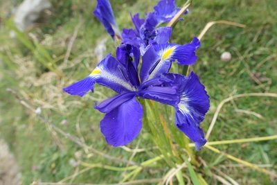 Iris latifolia, photographed by Rafael Medina