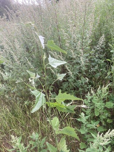 Atriplex micrantha, photographed by Andre Hosper