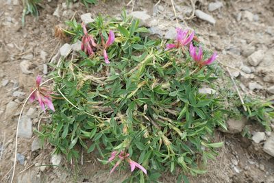 Trifolium alpinum, photographed by Rafael Medina