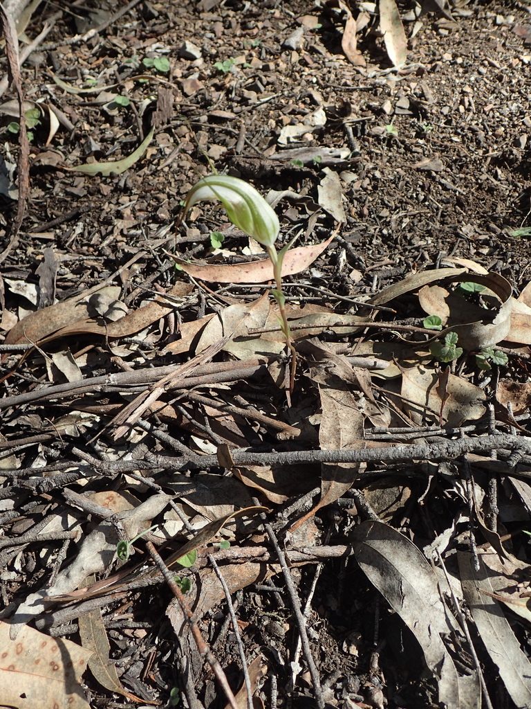Pterostylis reflexa, photographed by ronavery
