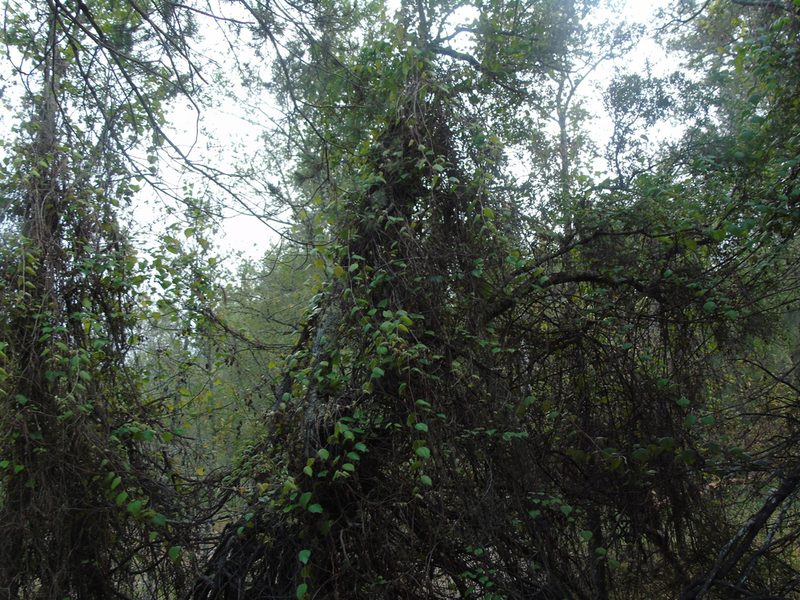 Vitis peninsularis, photographed by Lázaro Israel Rangel Castañeda