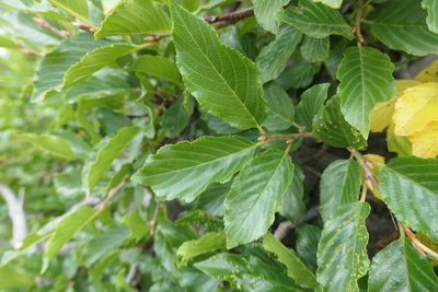 Rhamnus alpina, photographed by Rafael Medina