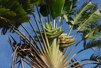 Ravenala madagascariensis, photographed by Philipp