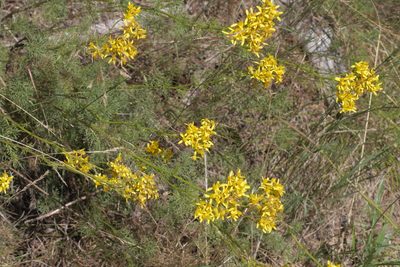 Jacobaea erucifolia, photographed by Nico