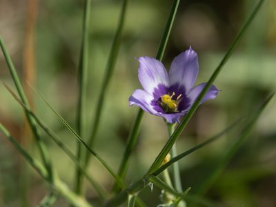 Eustoma exaltatum, photographed by caymanmatt