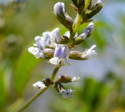 Grimolobium glandulosum, photographed by Nicolás Villaseca Merino
