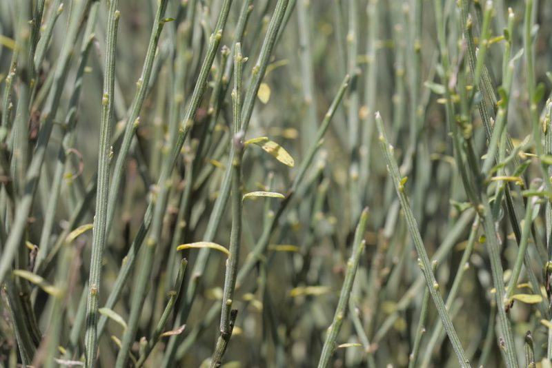 Cytisus oromediterraneus, photographed by Nico