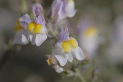 Linaria repens, photographed by Nico