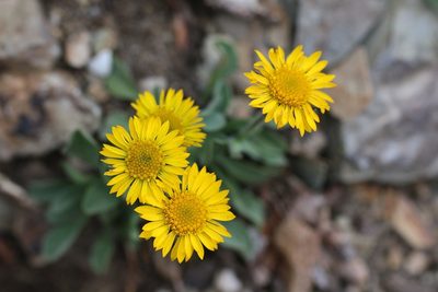 Erigeron aureus, photographed by allan5519