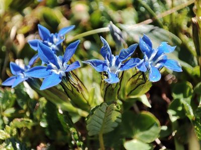 Gentiana nivalis, photographed by xulescu_g