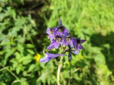 Delphinium elatum, photographed by xulescu_g