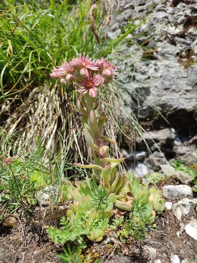 Sempervivum marmoreum, photographed by xulescu_g