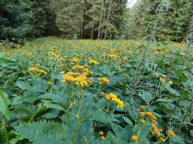 Jacobaea alpina, photographed by Norrland