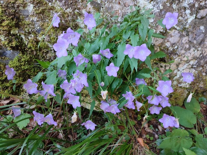 Campanula carpatica, photographed by xulescu_g
