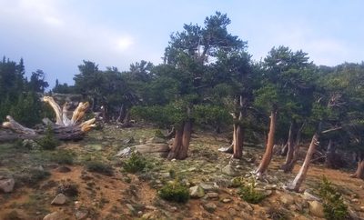 Pinus aristata, photographed by Mike Duran