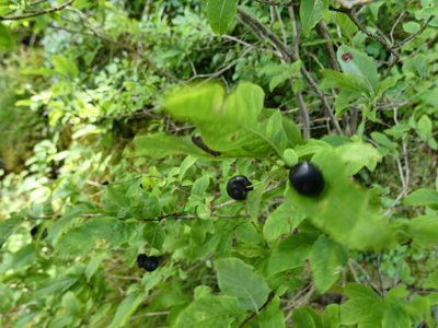 Lonicera nigra, photographed by Norrland