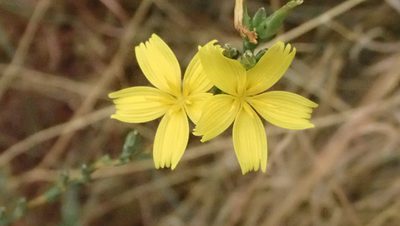 Lactuca viminea, photographed by anbalemans