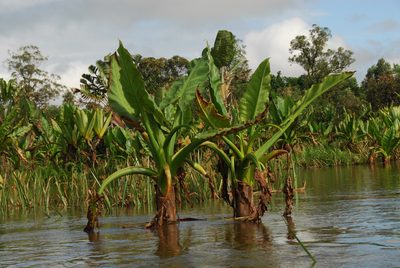 Typhonodorum lindleyanum, photographed by Philipp