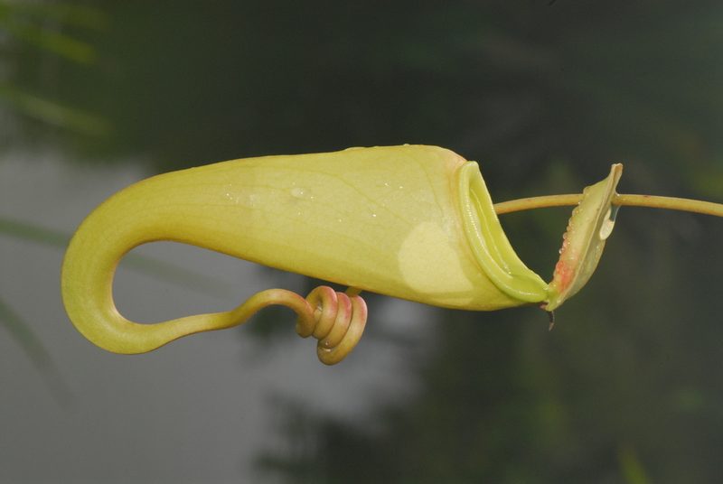 Nepenthes madagascariensis, photographed by Philipp