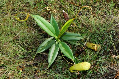 Nepenthes madagascariensis, photographed by Philipp