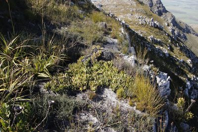 Carpobrotus mellei, photographed by Tony Rebelo