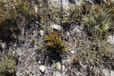 Carpobrotus mellei, photographed by Tony Rebelo