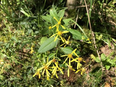 Senecio ovatus, photographed by Pavel Kacl