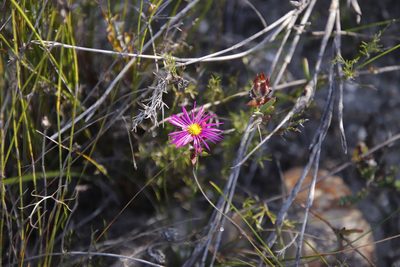 Erepsia anceps, photographed by Tony Rebelo
