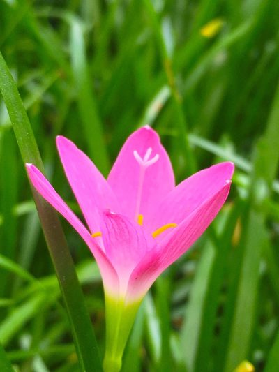Zephyranthes rosea, photographed by AnnLazaro