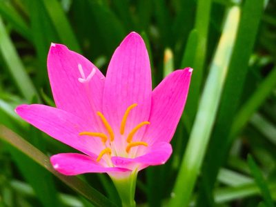 Zephyranthes rosea, photographed by AnnLazaro
