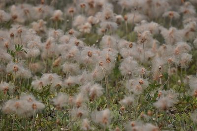Dryas drummondii, photographed by Braden J. Judson