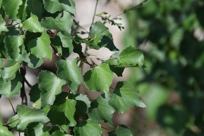 Jatropha cardiophylla, photographed by Mike Ostrowski