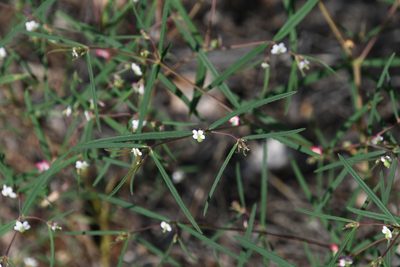 Euphorbia florida, photographed by Mike Ostrowski