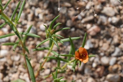 Portulaca suffrutescens, photographed by Mike Ostrowski
