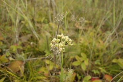 Allium flavescens, photographed by Aleksei Baushev