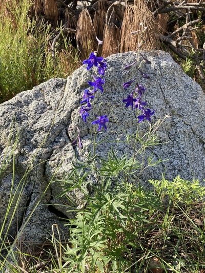 Delphinium scopulorum, photographed by Cecelia Alexander