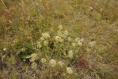 Allium flavescens, photographed by Aleksei Baushev