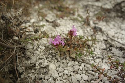 Thymus calcareus, photographed by Aleksei Baushev