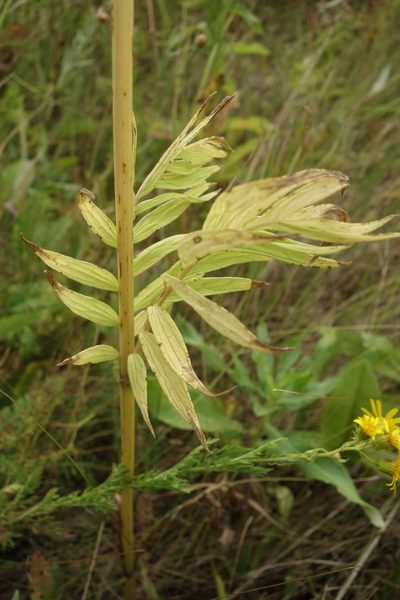 Valeriana rossica, photographed by Aleksei Baushev