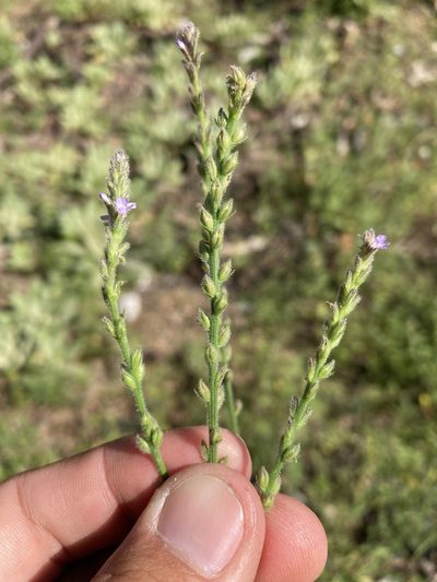 Verbena neomexicana, photographed by Cecelia Alexander