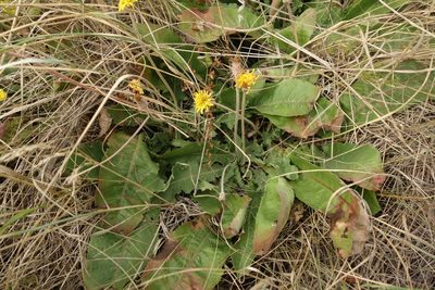 Taraxacum serotinum, photographed by Aleksei Baushev