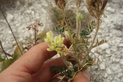 Oxytropis pilosa, photographed by Aleksei Baushev