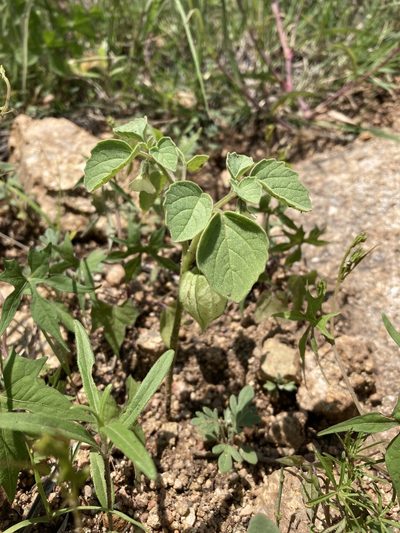 Physalis neomexicana, photographed by Cecelia Alexander