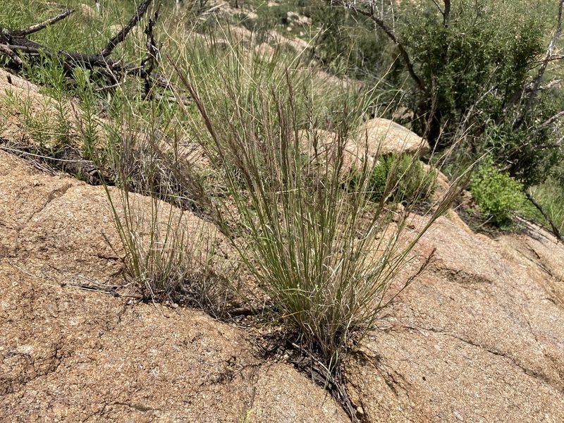 Muhlenbergia pauciflora, photographed by Cecelia Alexander