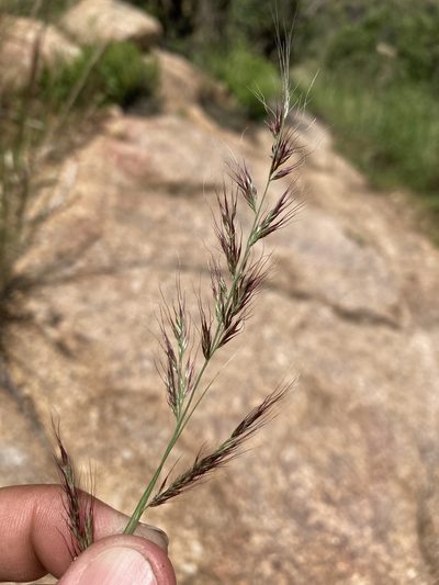Muhlenbergia pauciflora, photographed by Cecelia Alexander