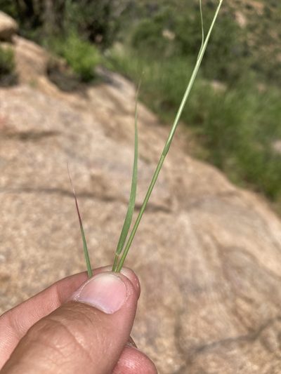 Muhlenbergia pauciflora, photographed by Cecelia Alexander