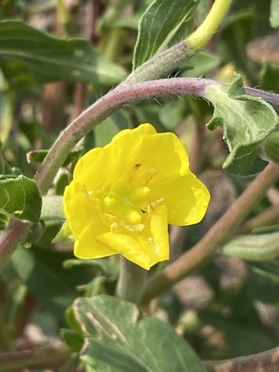 Oenothera oakesiana, photographed by Carol Ann McCormick