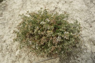 Cynanchica tephrocarpa, photographed by Aleksei Baushev