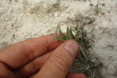Polygala sibirica, photographed by Aleksei Baushev